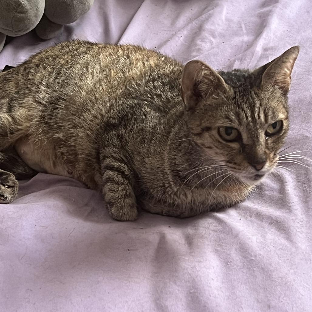 Enlarge Maryanne, a Adoptable Domestic Short Hair in Jupiter, FL image 4/6