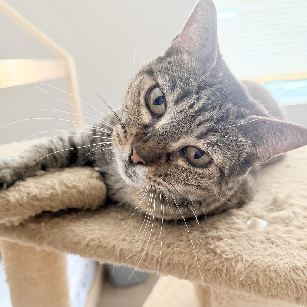 Enlarge Maryanne, a Adoptable Domestic Short Hair in Jupiter, FL image 5/6