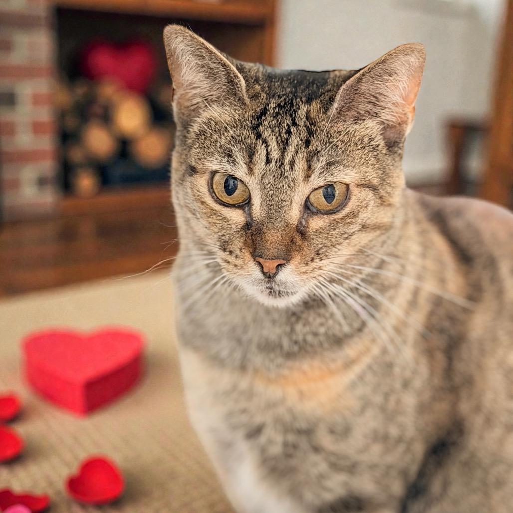 Maryanne, a Adoptable Domestic Short Hair in Jupiter, FL image 5/6