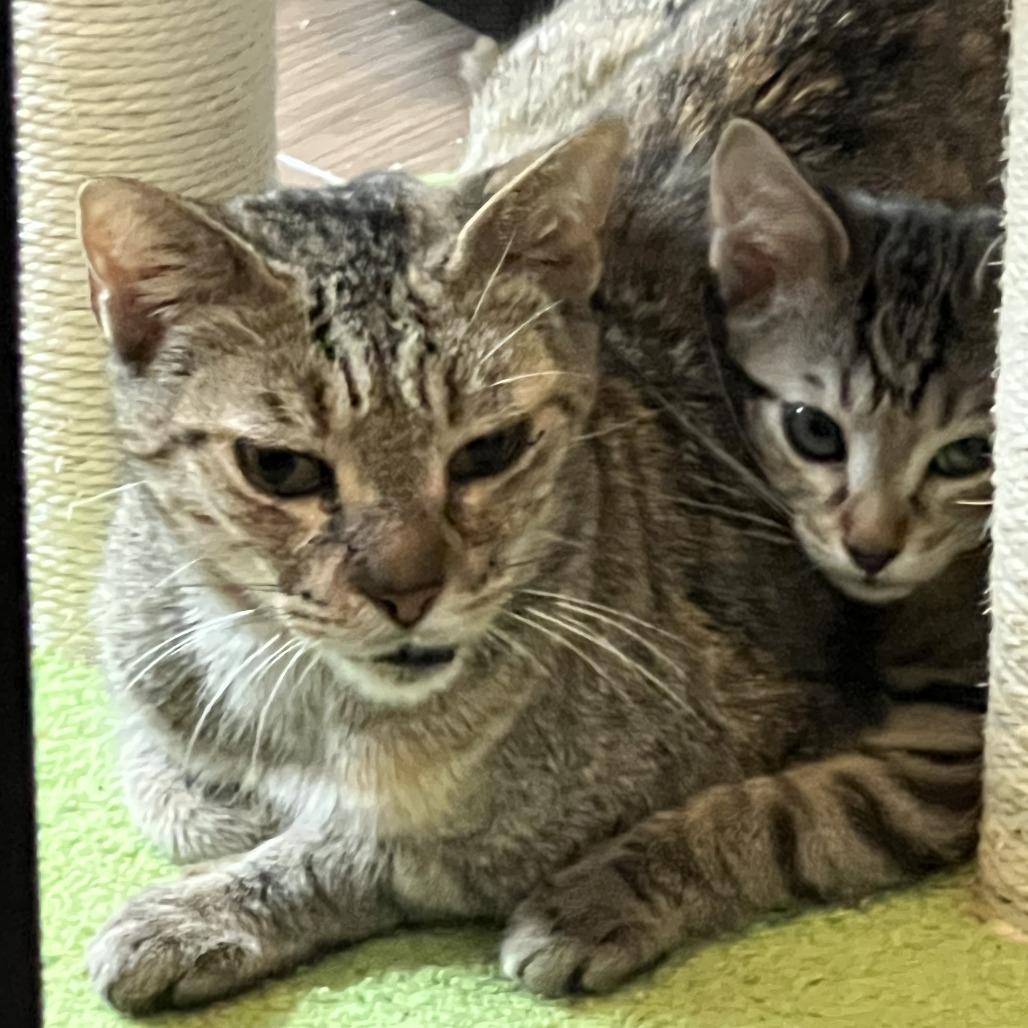 Enlarge Maryanne, a Adoptable Domestic Short Hair in Jupiter, FL image 4/6