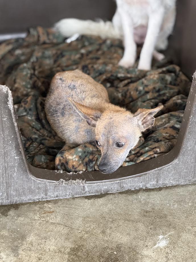 Gerardo, ADOPTABLE, Adult Male Chihuahua.