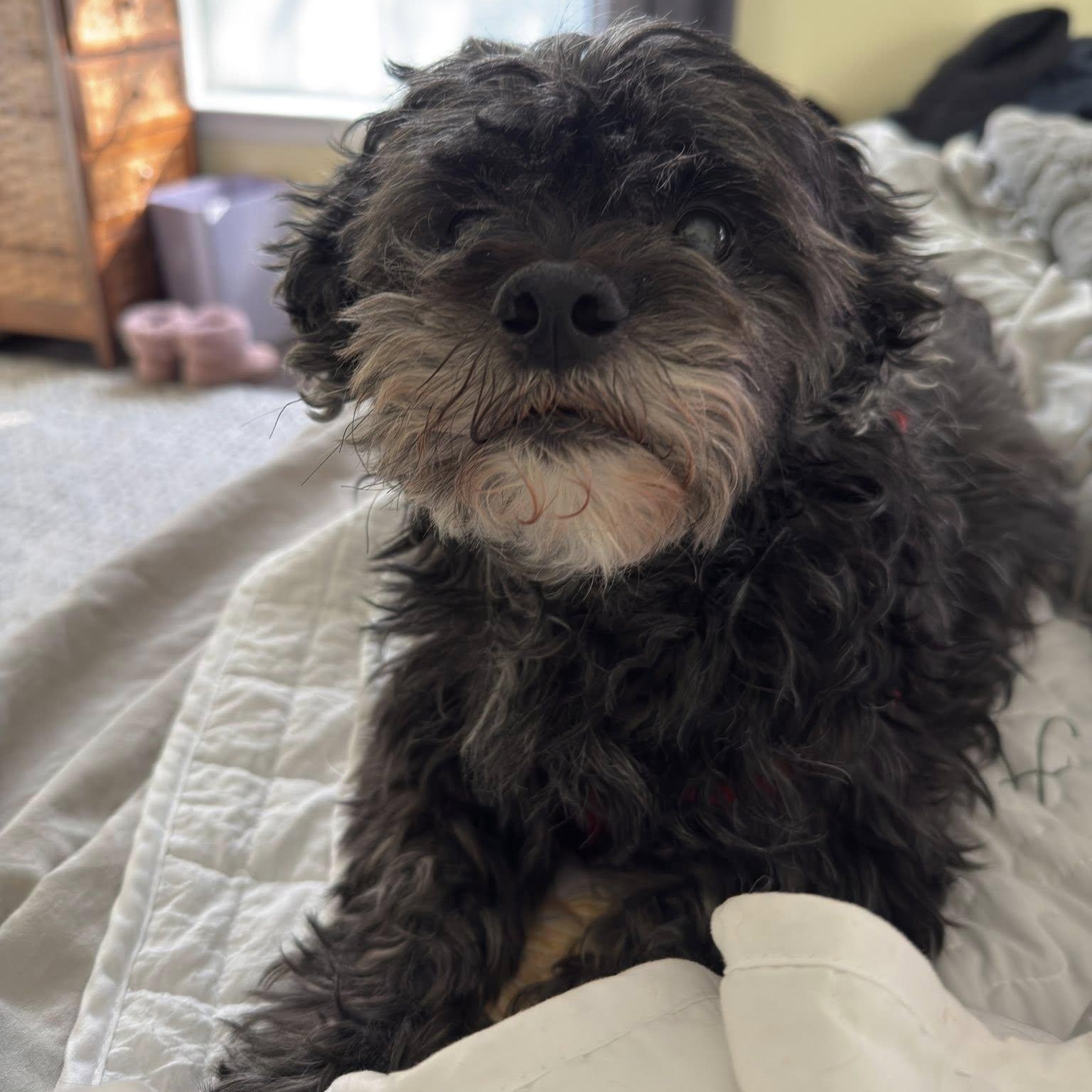 Enlarge Kobe, an adoptable Shih poo in Rockville, MD image 4/6