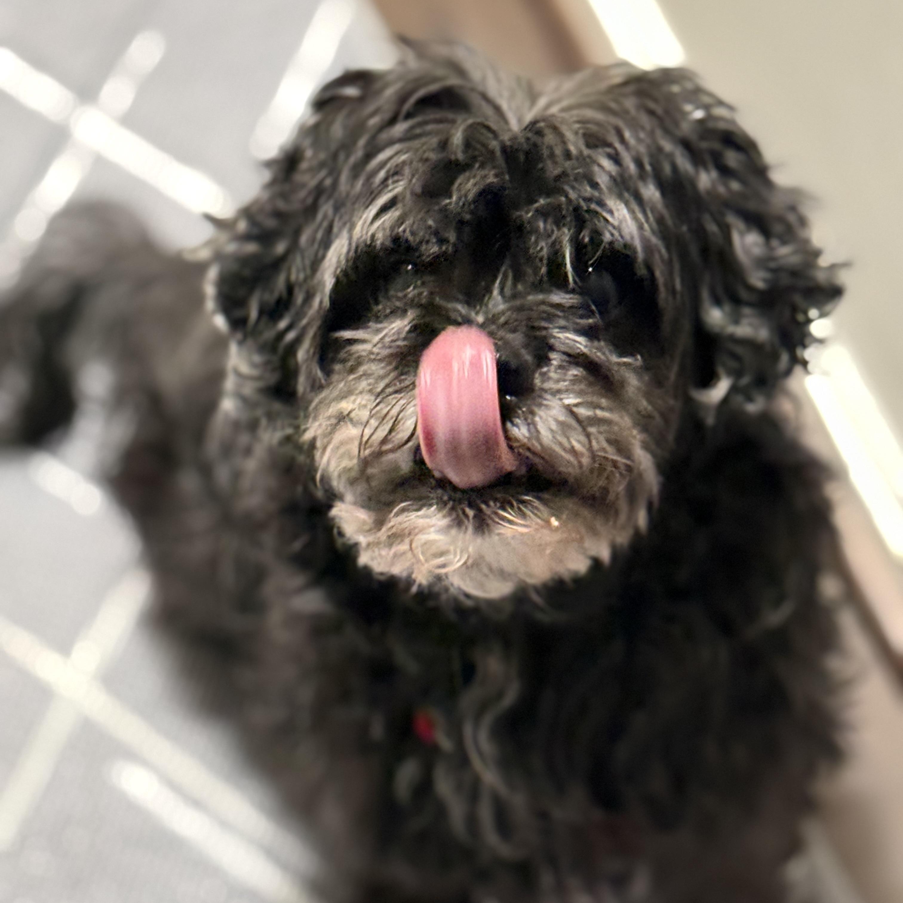 Kobe, adoptable, Senior Male Shih poo.