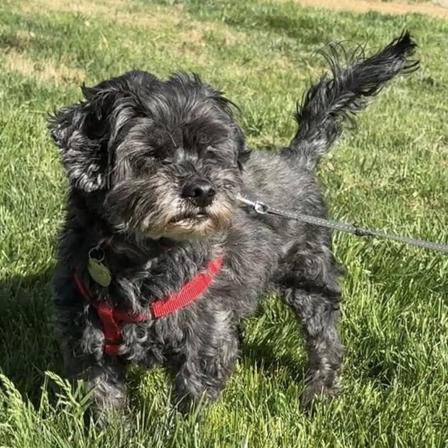 Enlarge Kobe, an adoptable Shih poo in Rockville, MD image 2/6