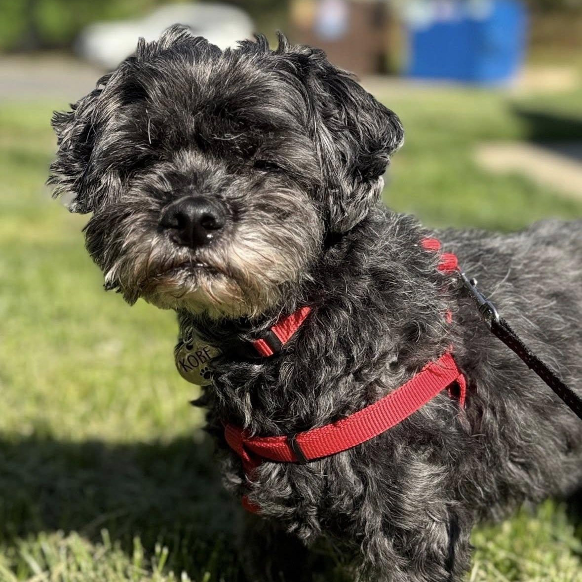 Enlarge Kobe, an adoptable mixed breed in Rockville, MD image 2/6