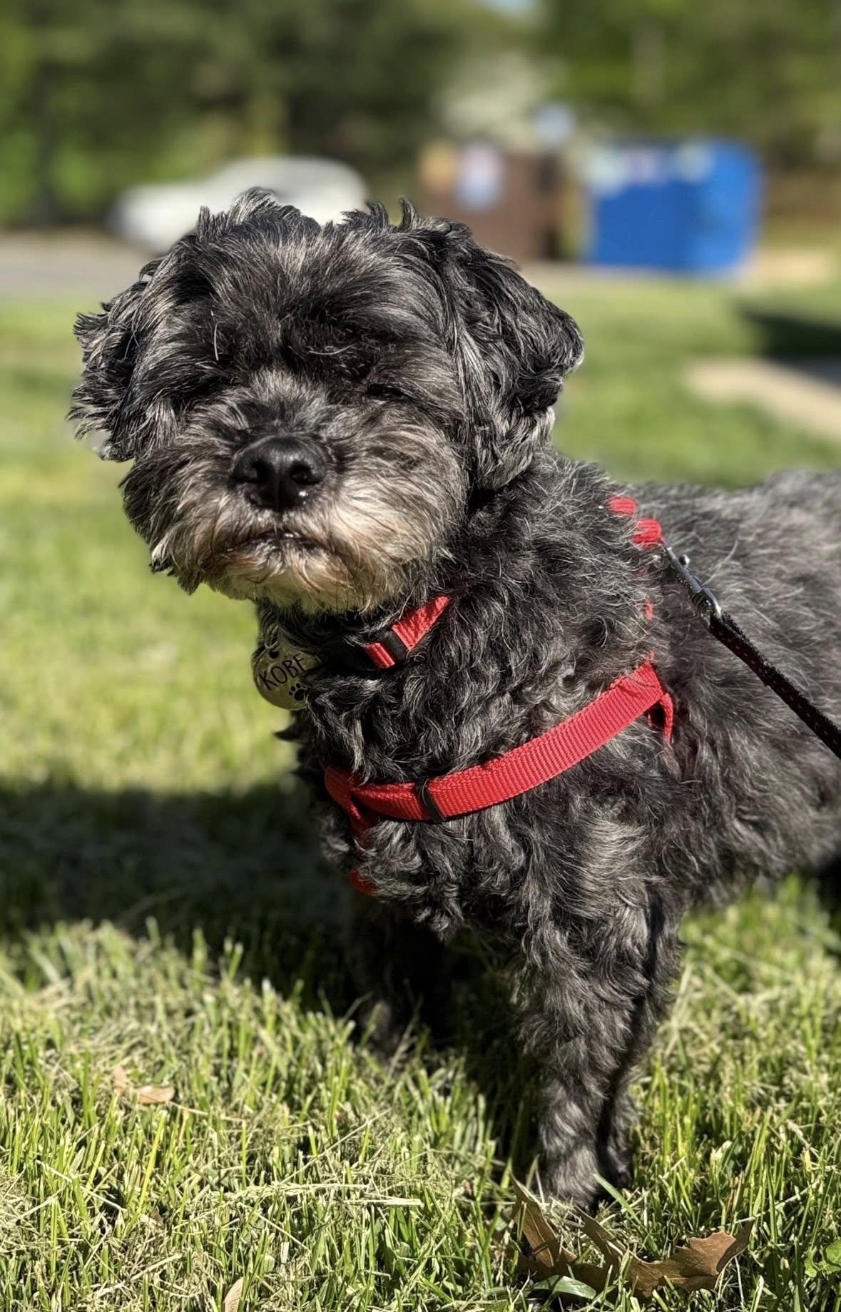 Enlarge Kobe, an adoptable Shih poo in Rockville, MD image 1/6