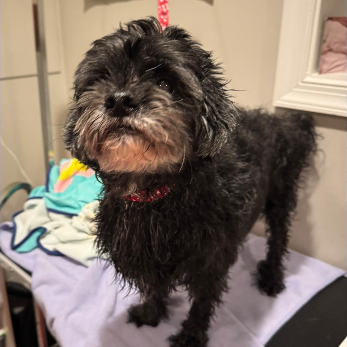 Enlarge Kobe, an adoptable Shih poo in Rockville, MD image 5/6