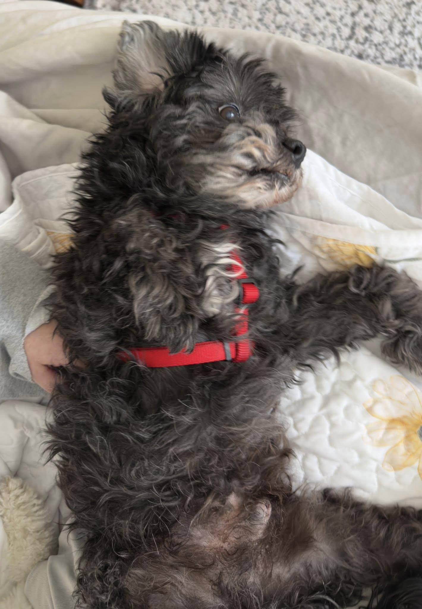 Enlarge Kobe, an adoptable Shih poo in Rockville, MD image 5/6