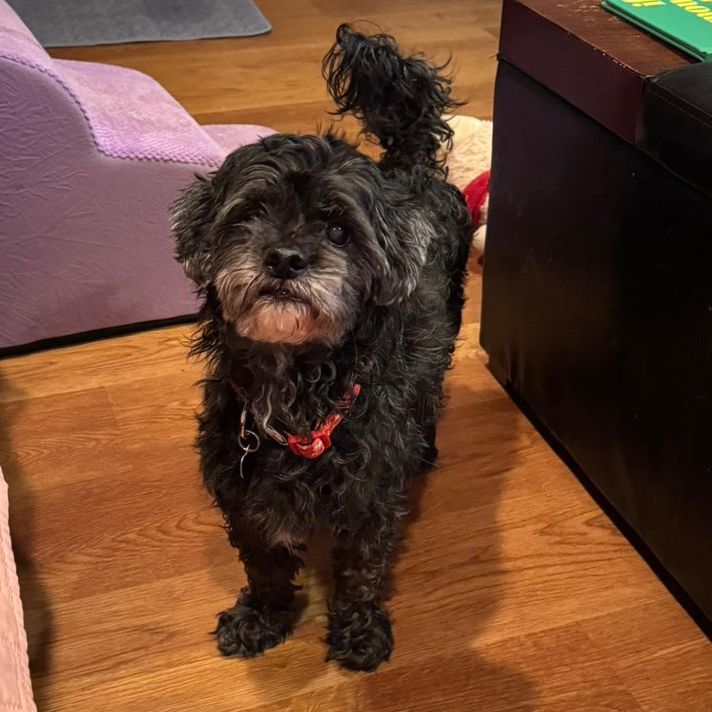 Enlarge Kobe, an adoptable Shih poo in Rockville, MD image 4/6