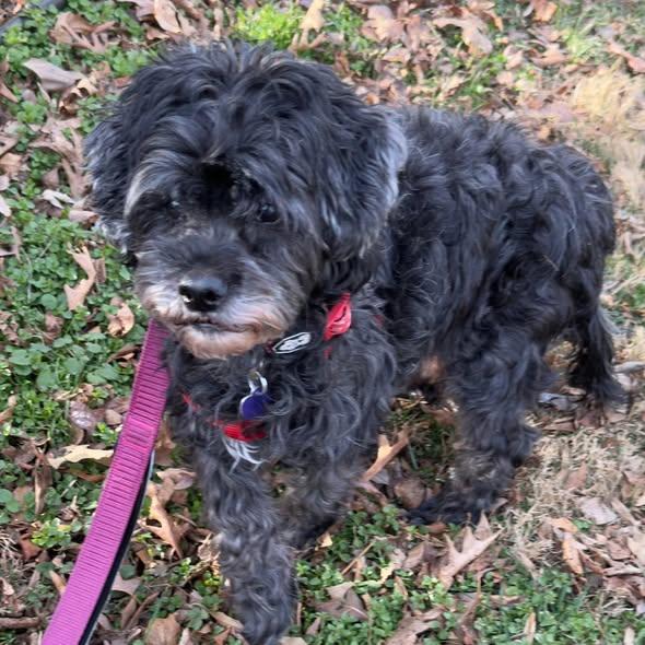 Enlarge Kobe, an adoptable Shih poo in Rockville, MD image 2/6