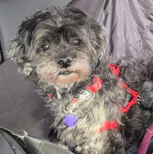 Kobe, adoptable, Senior Male Shih poo.