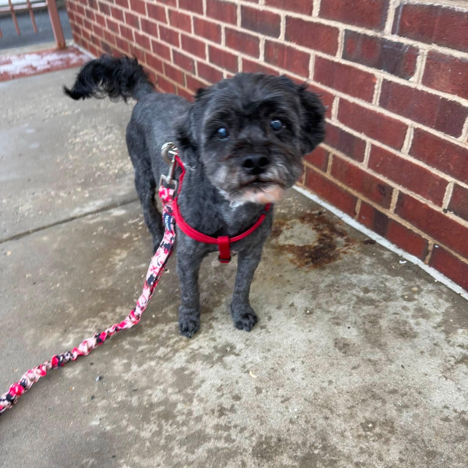 Enlarge Kobe, an adoptable mixed breed in Rockville, MD image 1/6