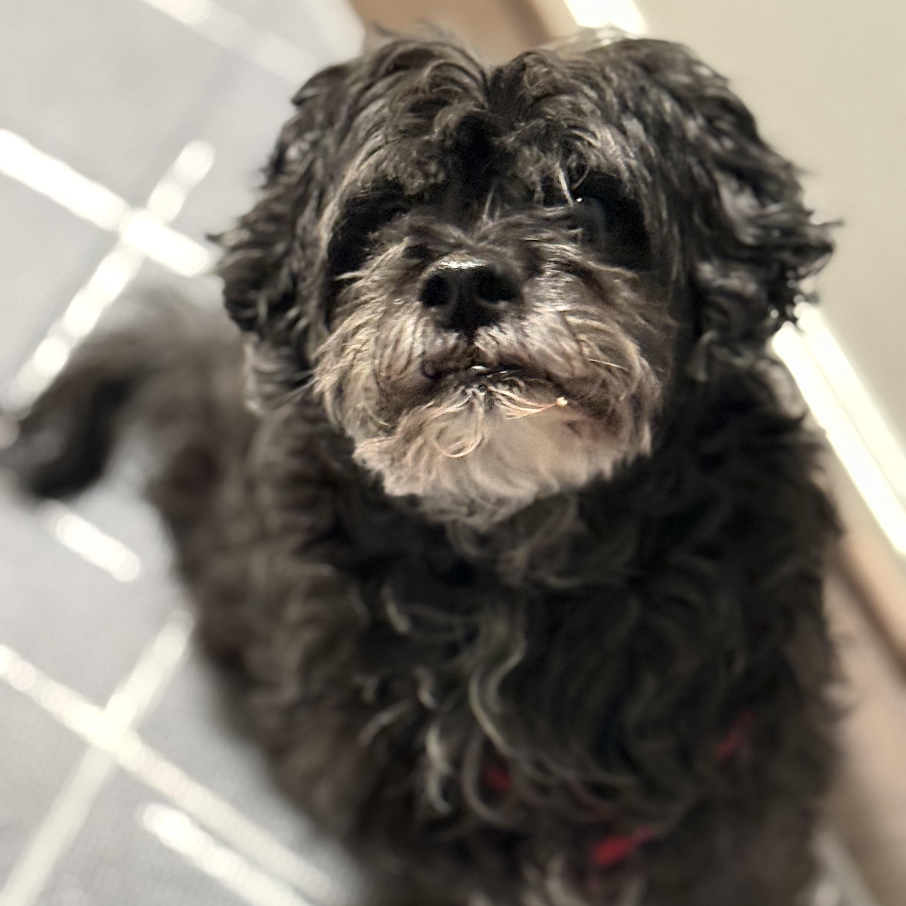 Enlarge Kobe, an adoptable Shih poo in Rockville, MD image 5/6