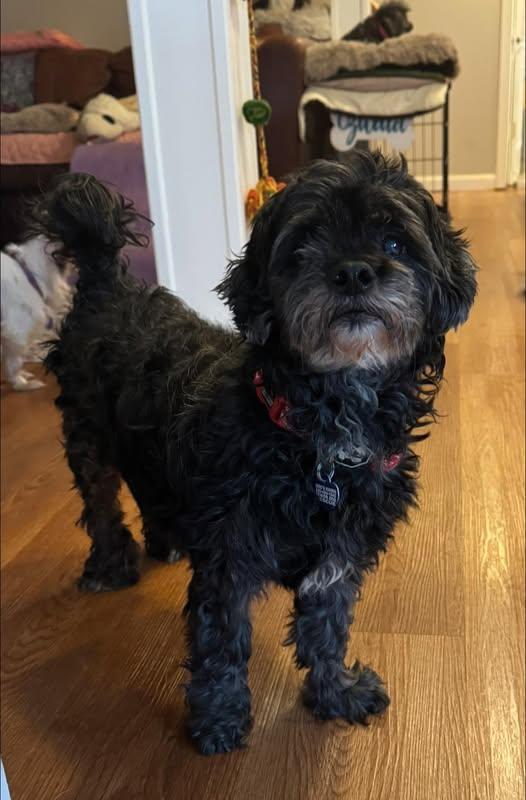 Enlarge Kobe, an adoptable Shih poo in Rockville, MD image 3/6