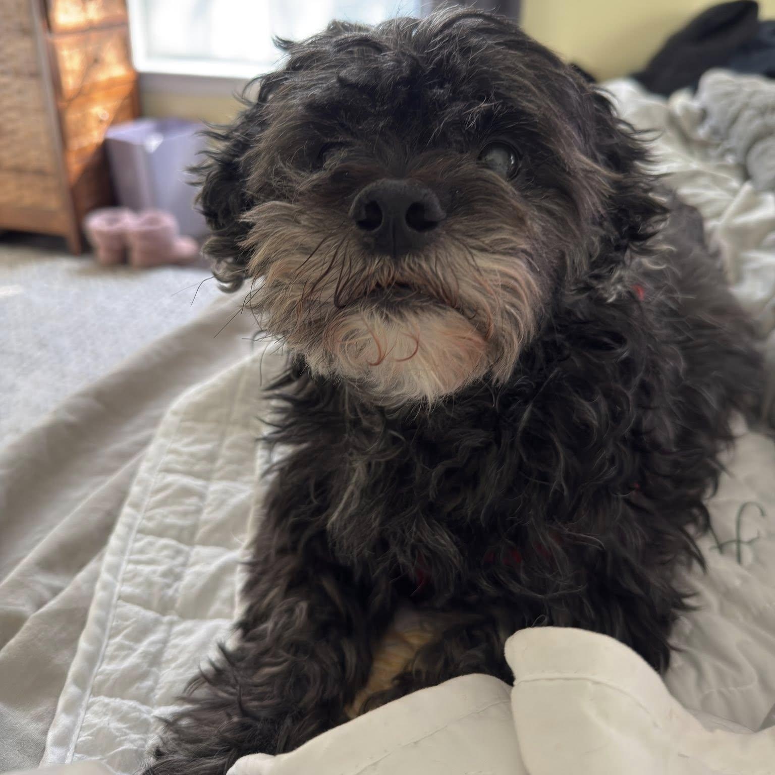Enlarge Kobe, an adoptable Shih poo in Rockville, MD image 4/6