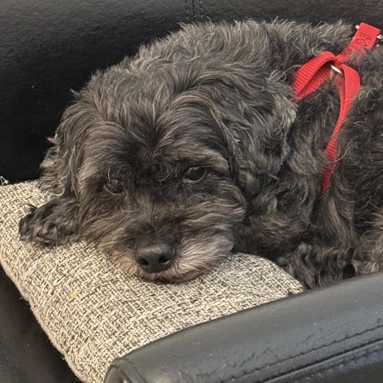 Enlarge Kobe, an adoptable Shih poo in Rockville, MD image 6/6