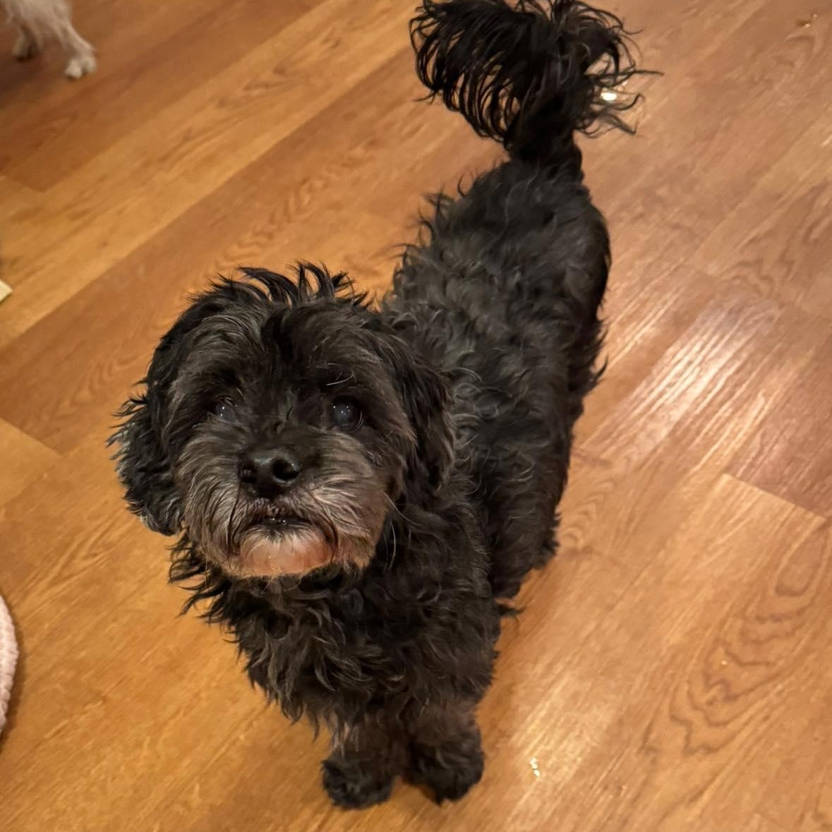Enlarge Kobe, an adoptable Shih poo in Rockville, MD image 6/6