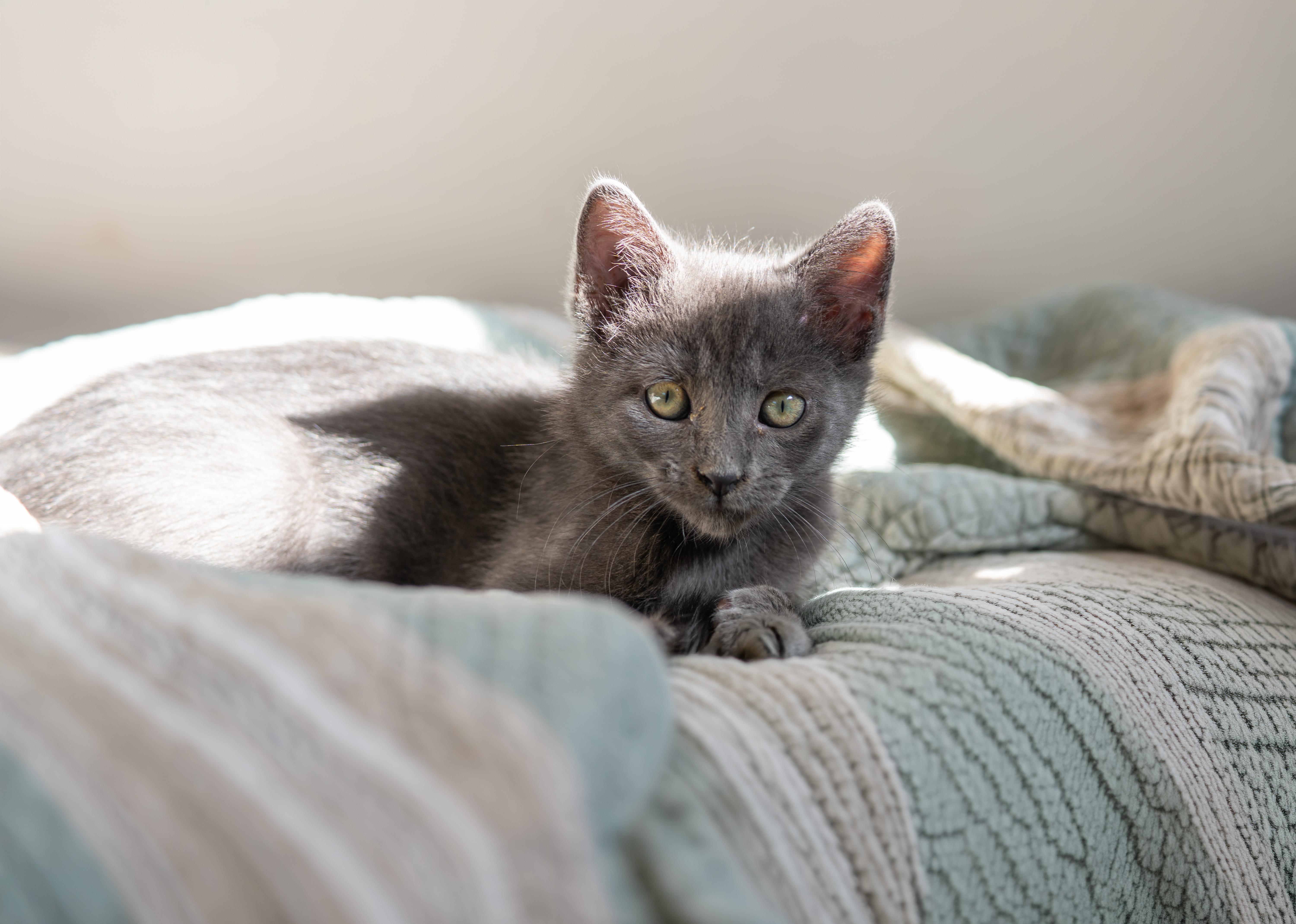 Enlarge Pancake, a Adoptable Domestic Medium Hair in Tacoma, WA image 4/6