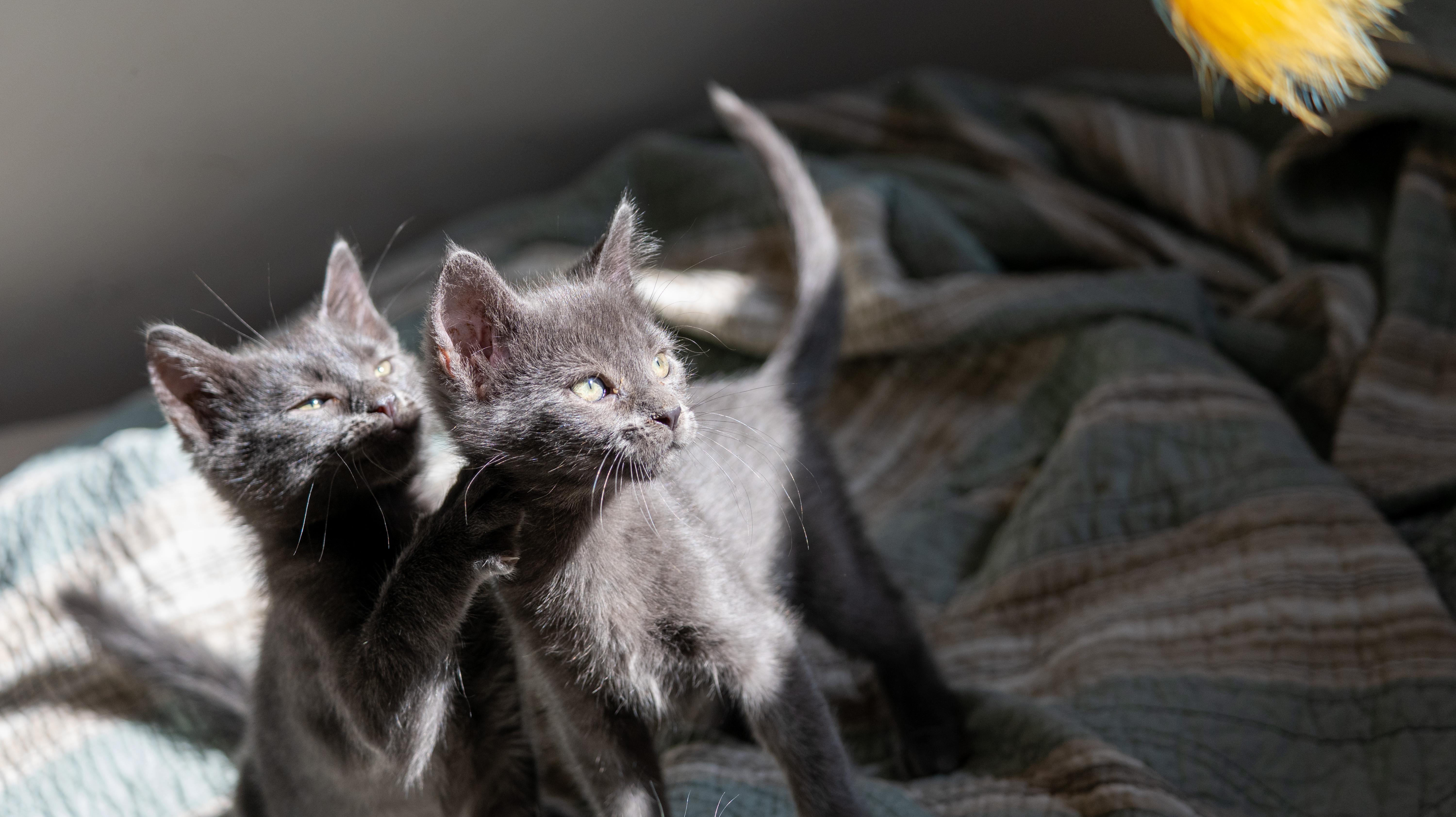 Enlarge Pancake, a Adoptable Domestic Medium Hair in Tacoma, WA image 5/6