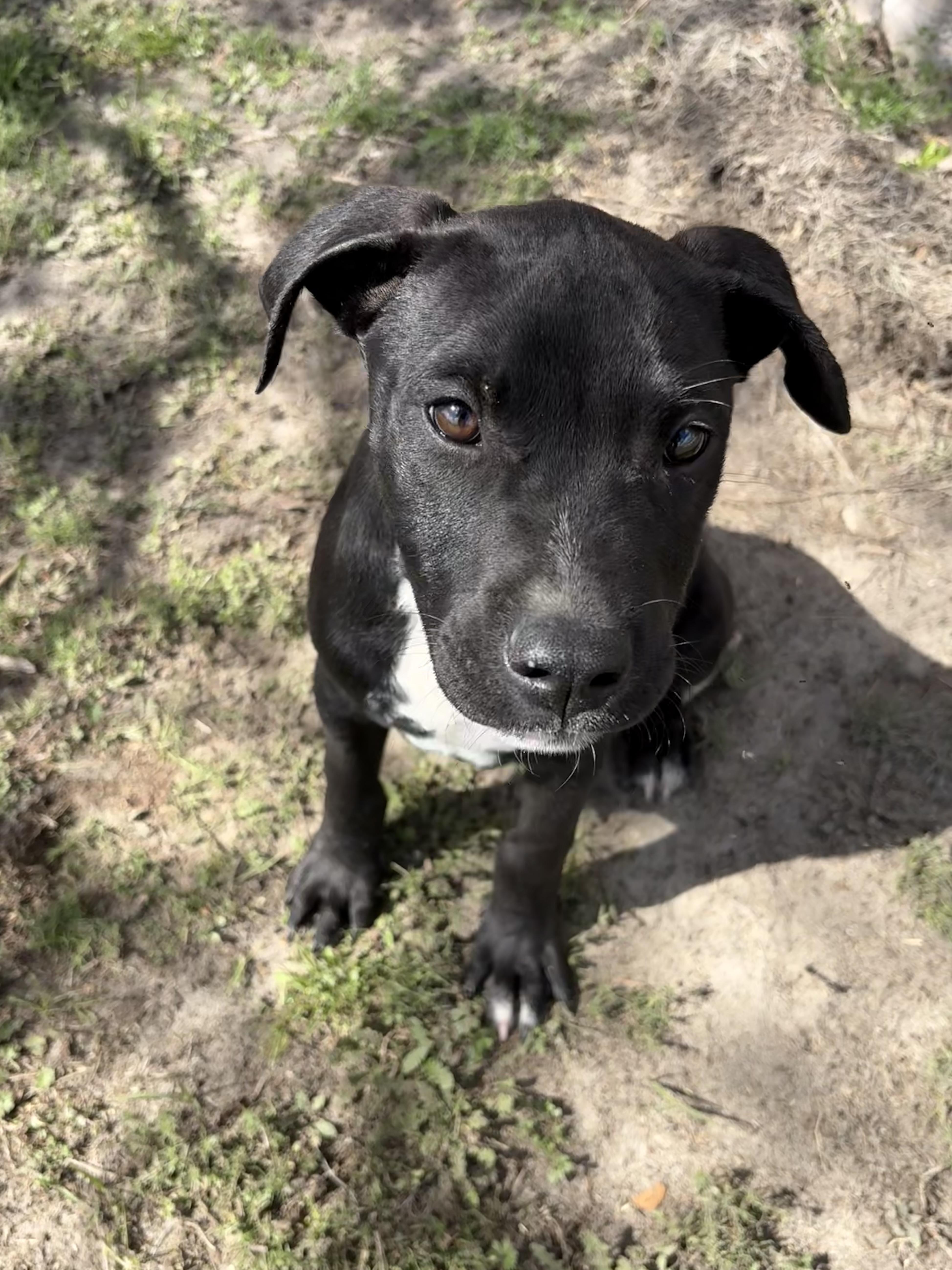 Enlarge Galaxy , an adopted mixed breed in Valdosta, GA image 5/6