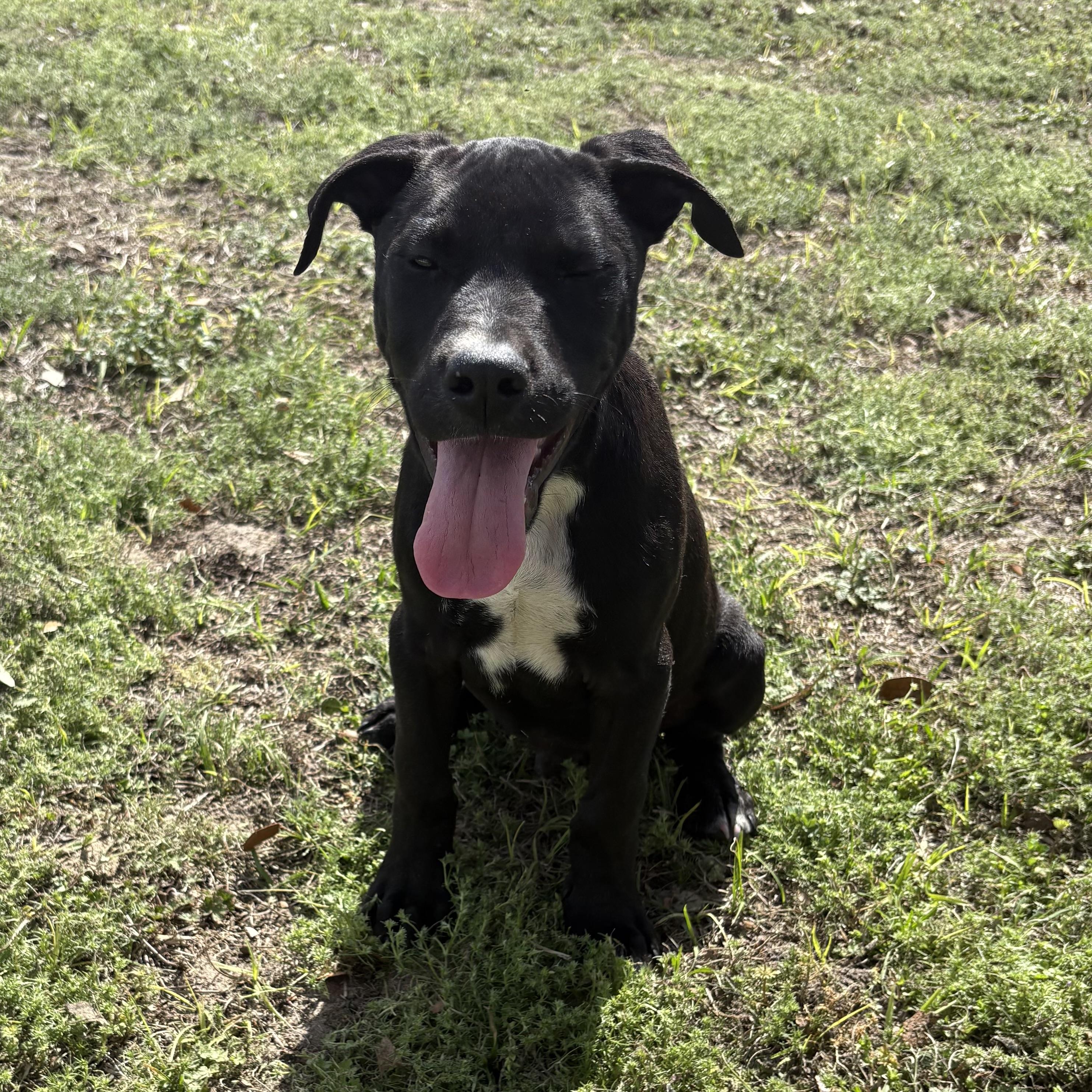 Enlarge Galaxy , an adopted mixed breed in Valdosta, GA image 2/6