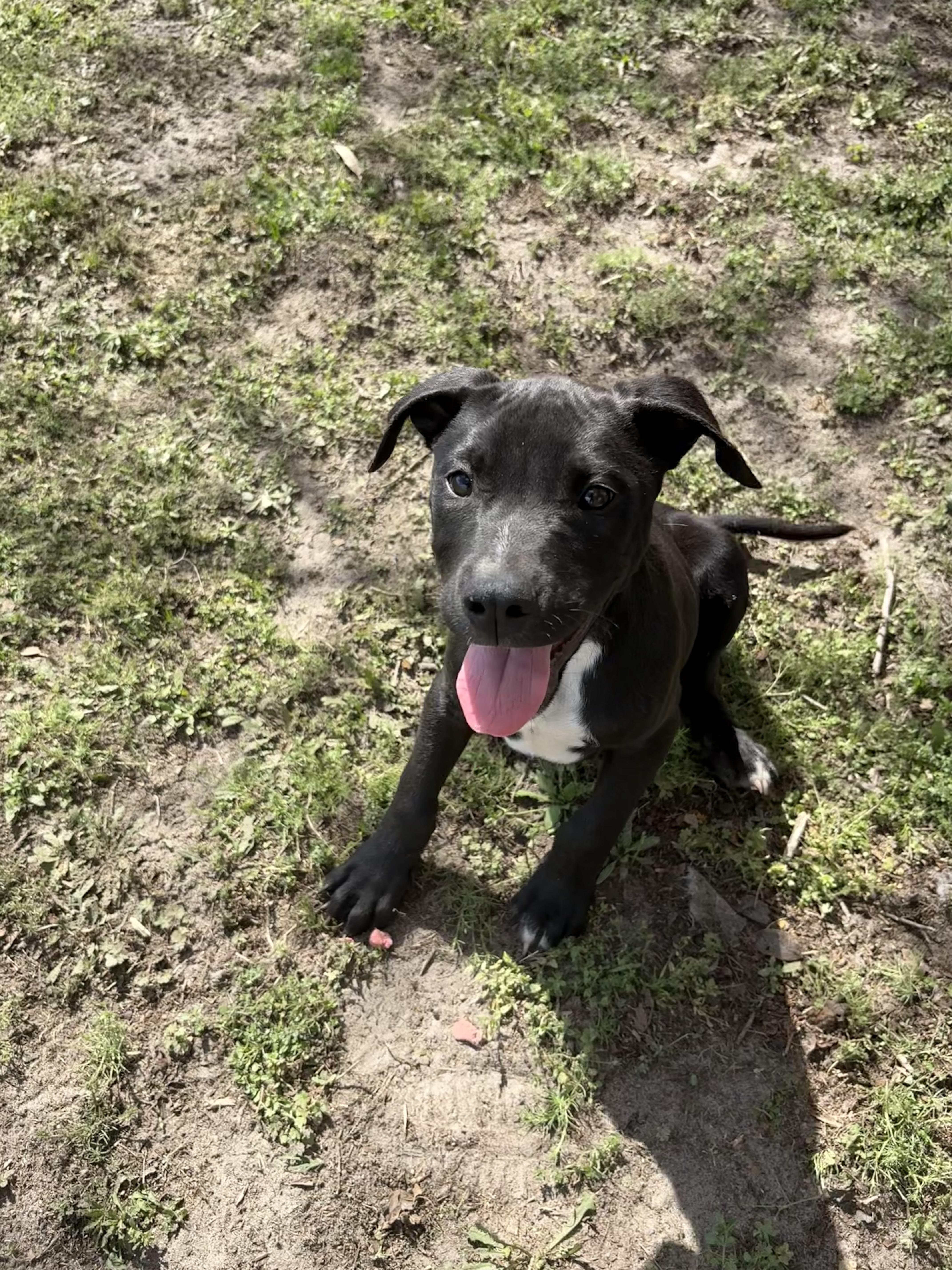 Enlarge Galaxy , an adopted mixed breed in Valdosta, GA image 4/6