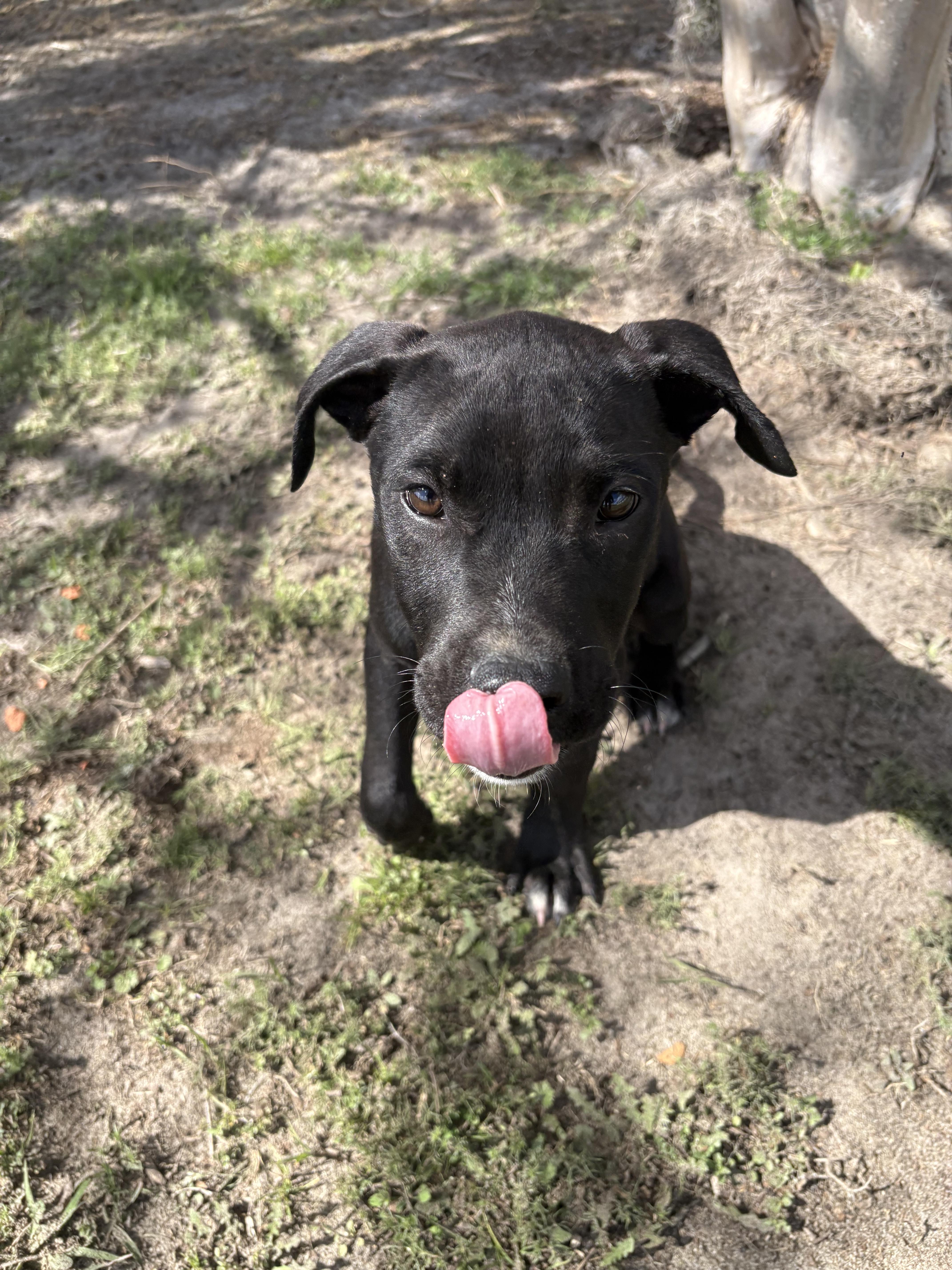 Enlarge Galaxy , an adopted mixed breed in Valdosta, GA image 3/6