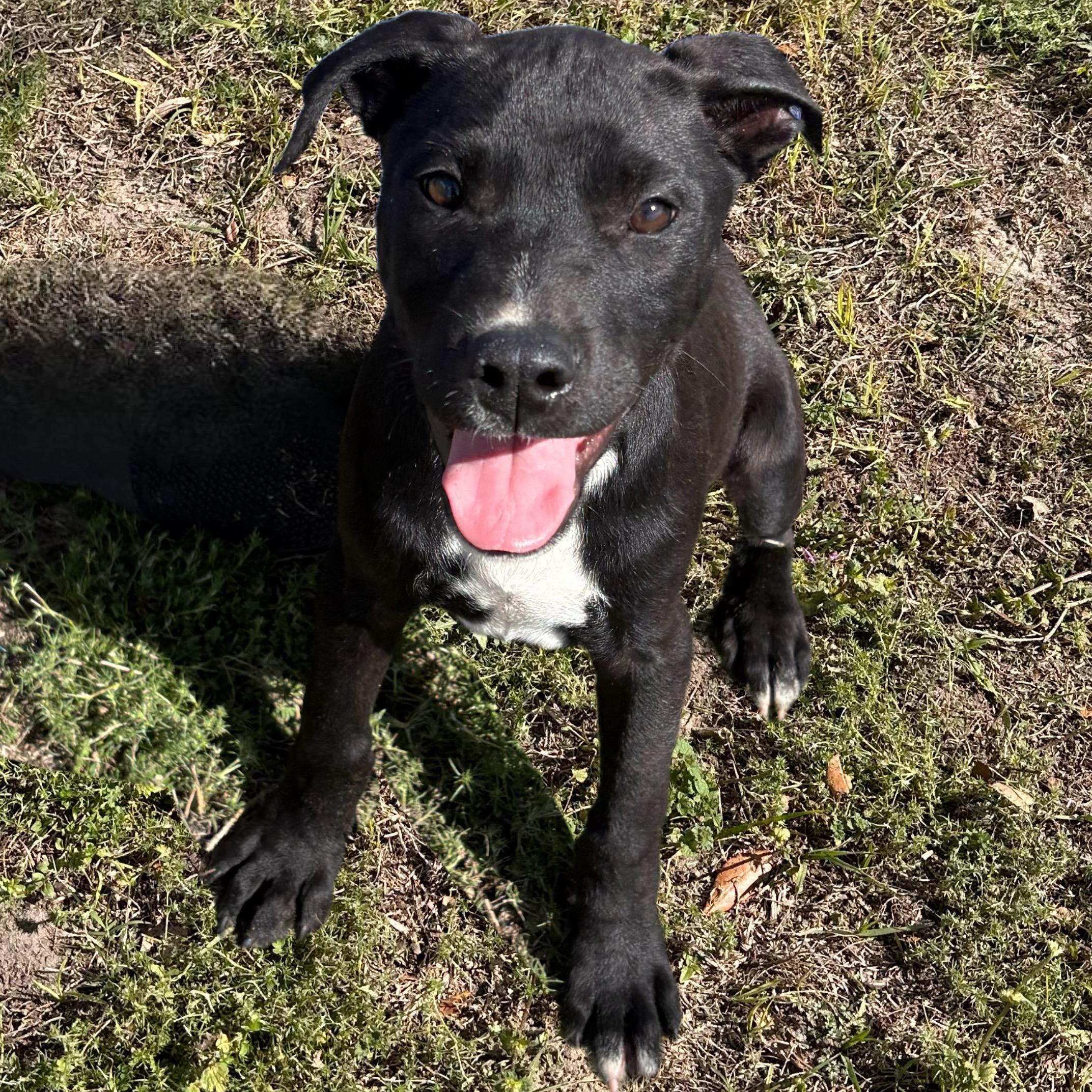 Galaxy , adopted, Puppy Male Bulldog.