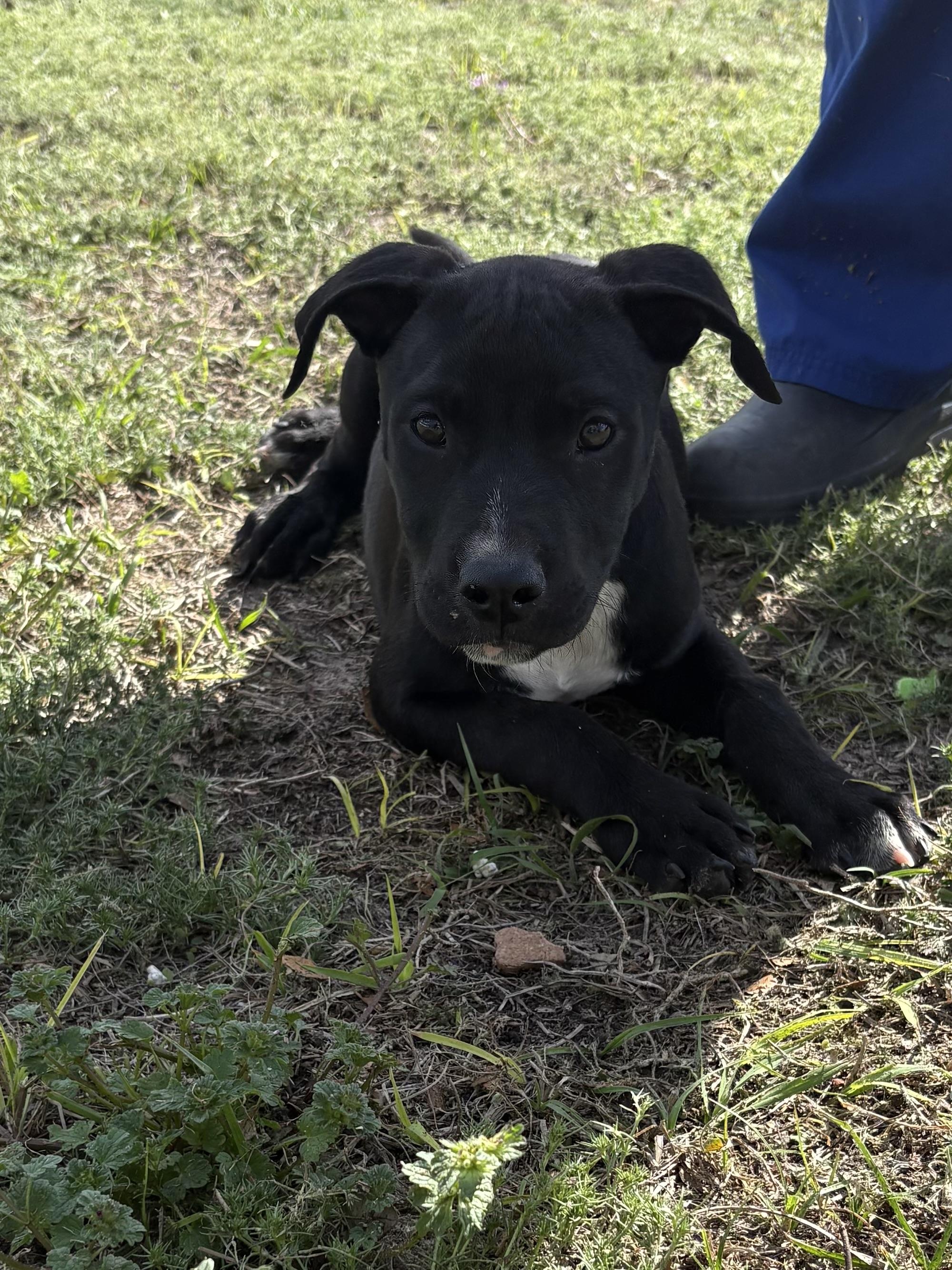 Enlarge Galaxy , an adopted mixed breed in Valdosta, GA image 6/6