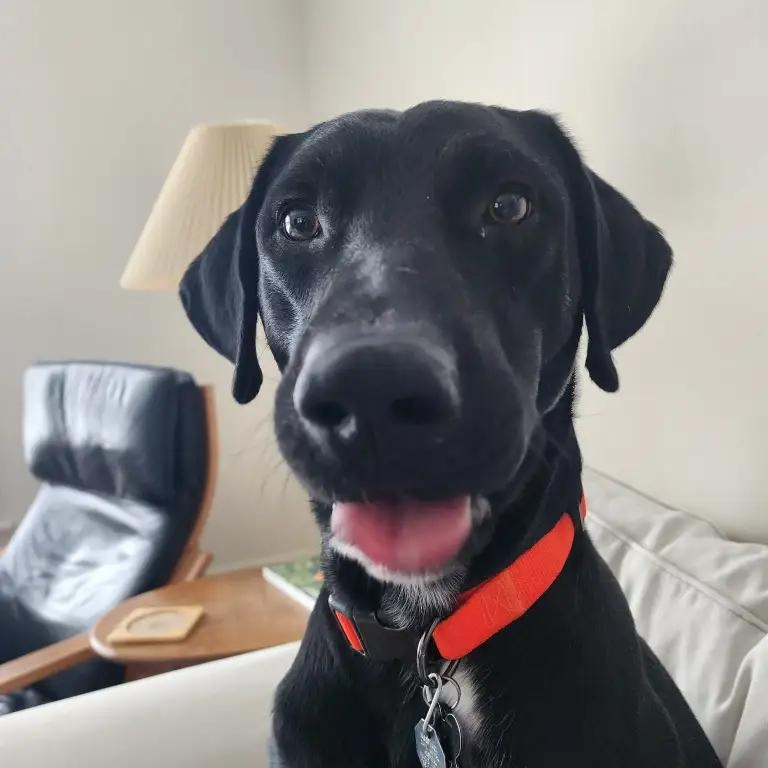 Bandit, Adoptable, Young Male German Shorthaired Pointer & Black Labrador Retriever.