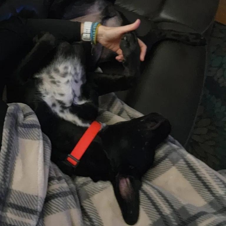 Enlarge Bandit, a Adoptable mixed breed in Carmel, IN image 5/6