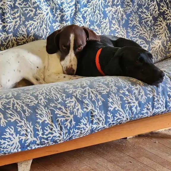 Enlarge Bandit, a Adoptable mixed breed in Carmel, IN image 6/6