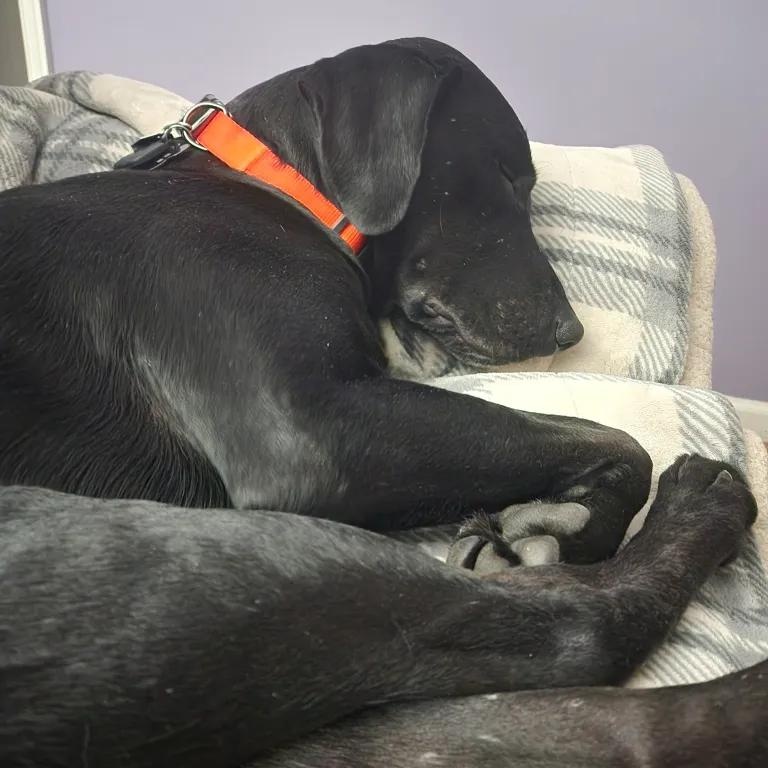 Enlarge Bandit, a Adoptable mixed breed in Carmel, IN image 4/6