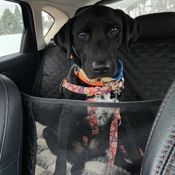 Enlarge Bandit, a Adoptable mixed breed in Carmel, IN image 3/6