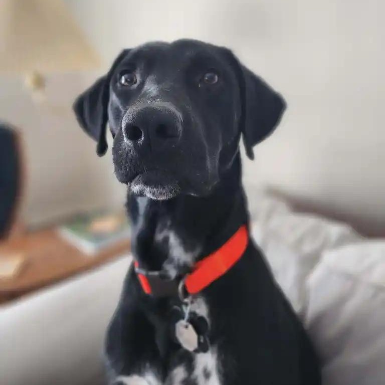 Enlarge Bandit, a Adoptable mixed breed in Carmel, IN image 2/6