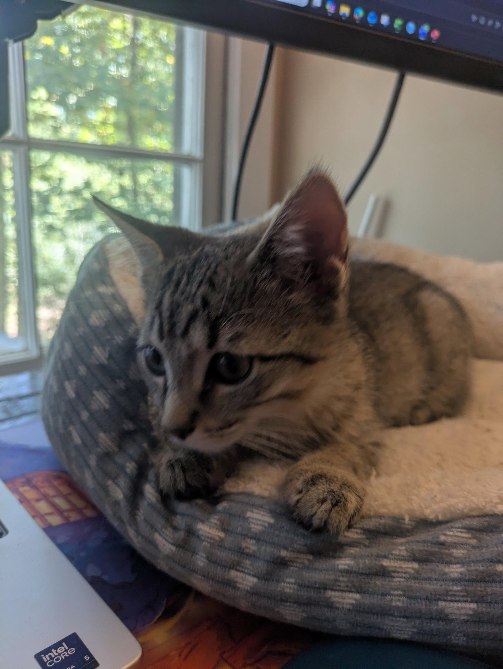Moana of Montunui, Adoptable, Kitten Female Domestic Short Hair & Tabby.