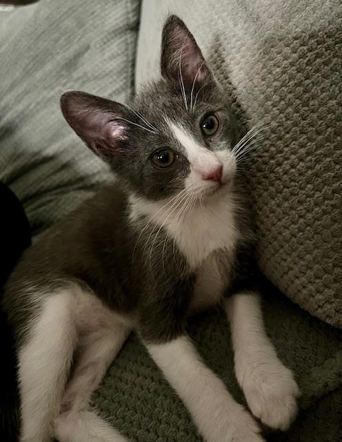 Benny Binx, a Adoptable Tuxedo in Chandler, AZ image 1/3