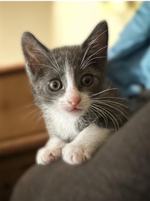 Benny Binx, a Adoptable Tuxedo in Chandler, AZ image 2/3