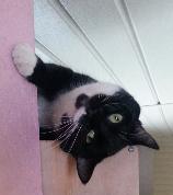 Enlarge Ethel, a Adoptable Domestic Short Hair in New Martinsville, WV image 1/6