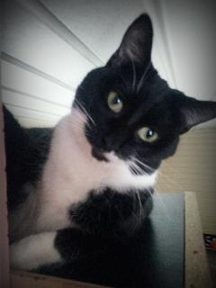 Enlarge Ethel, a Adoptable Domestic Short Hair in New Martinsville, WV image 2/6