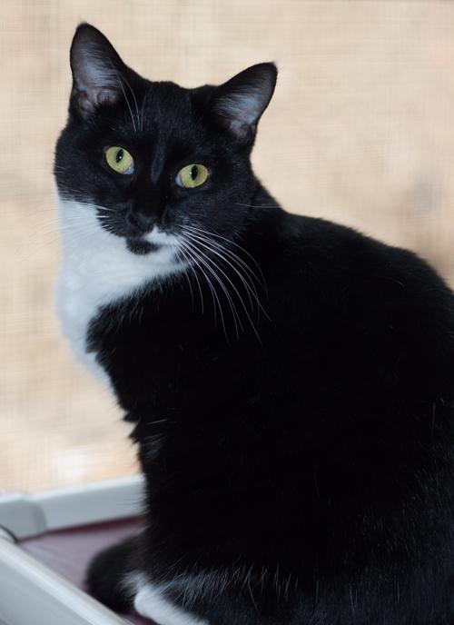 Enlarge Ethel, a Adoptable Domestic Short Hair in New Martinsville, WV image 3/6