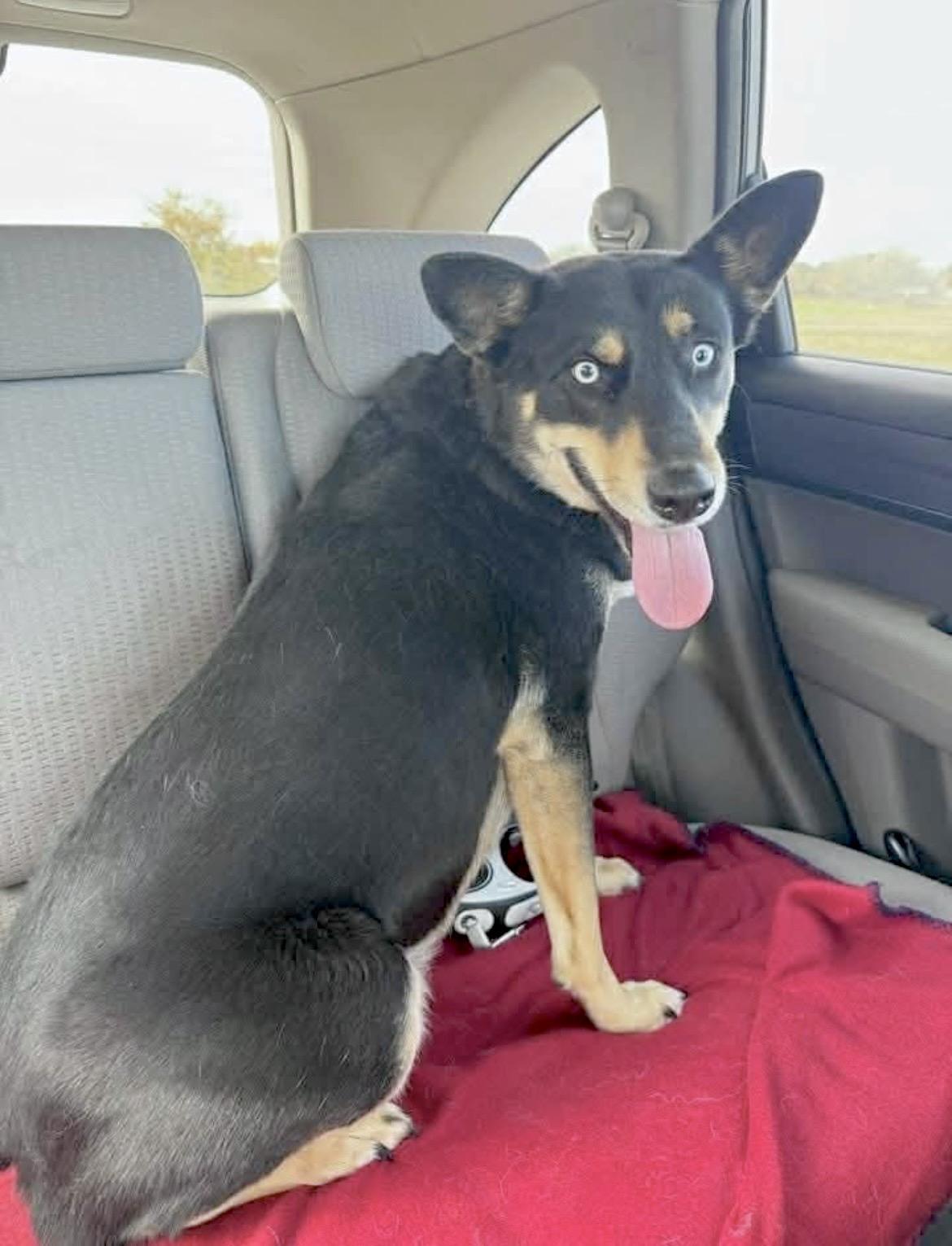 Cora - Courtesy Post, Adoptable, Adult Female Shepherd & Husky.