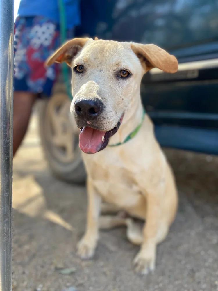 Willy, a Adoptable mixed breed in Los Angeles, CA image 4/6