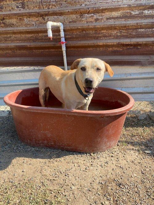 Willy, a Adoptable mixed breed in Los Angeles, CA image 5/6
