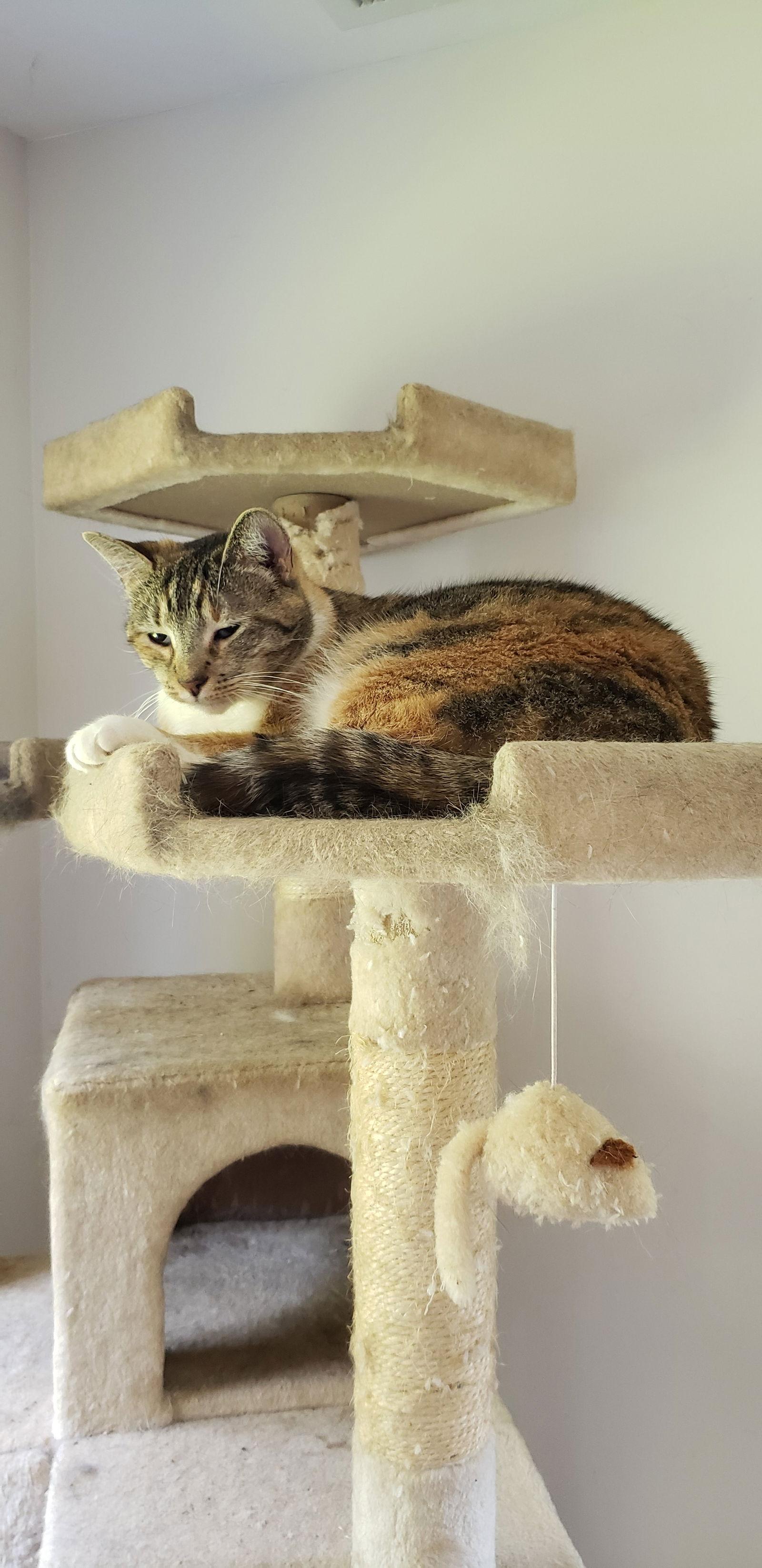 Emma, Adoptable, Young Female Torbie & Tortoiseshell.