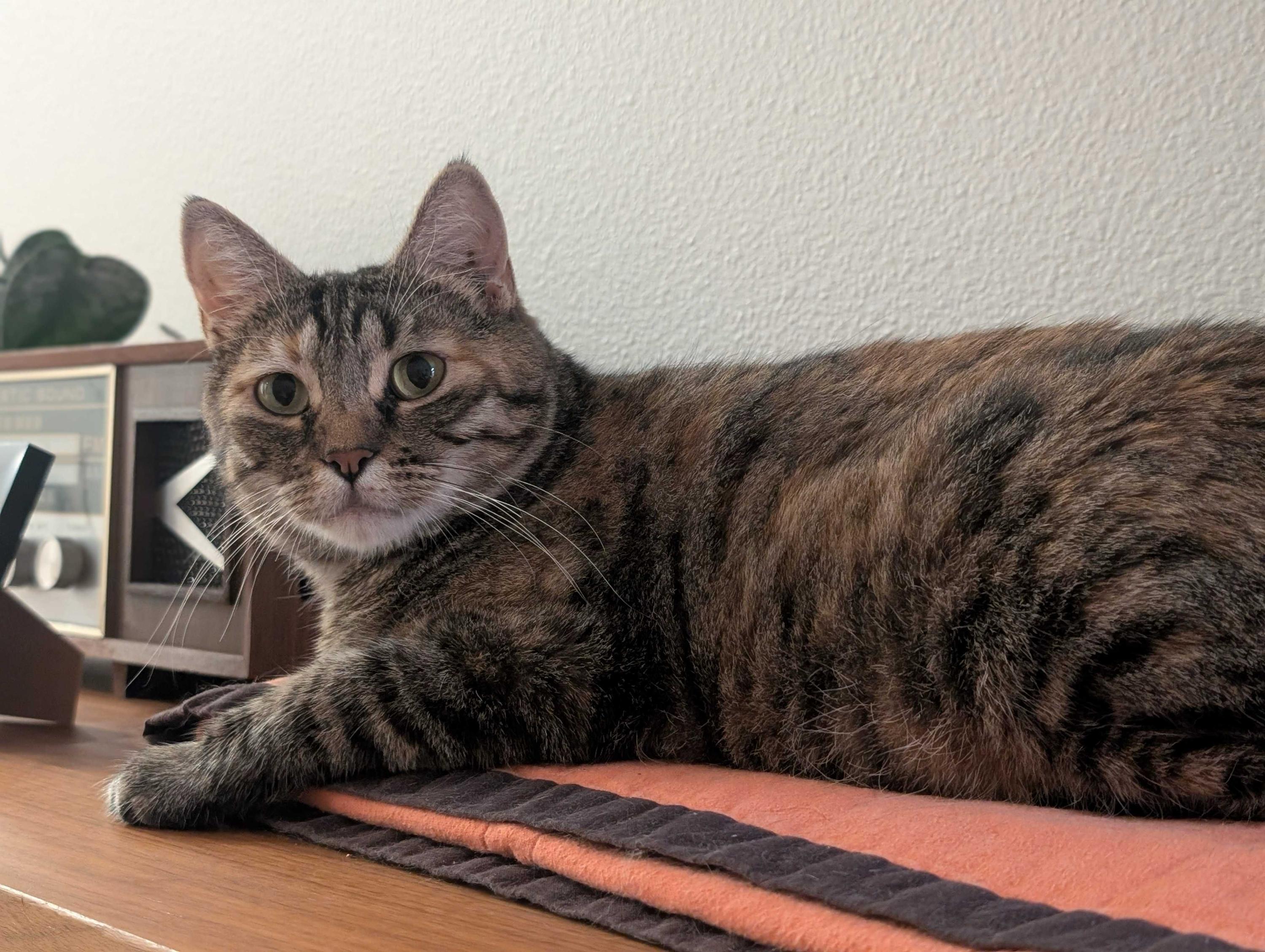 Florence, a ADOPTABLE Domestic Short Hair in Seattle, WA image 4/6