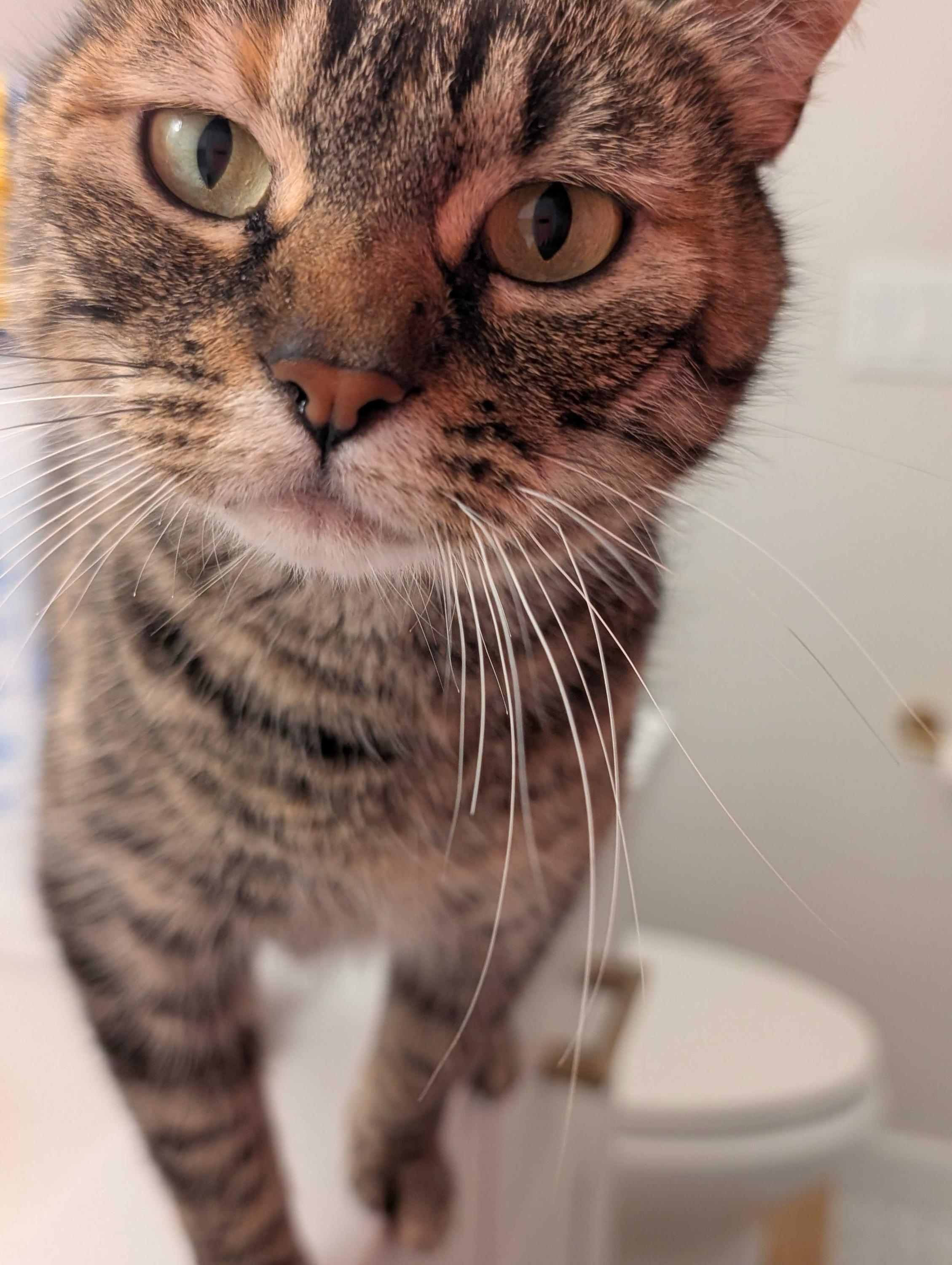 Florence, a ADOPTABLE Domestic Short Hair in Seattle, WA image 4/6