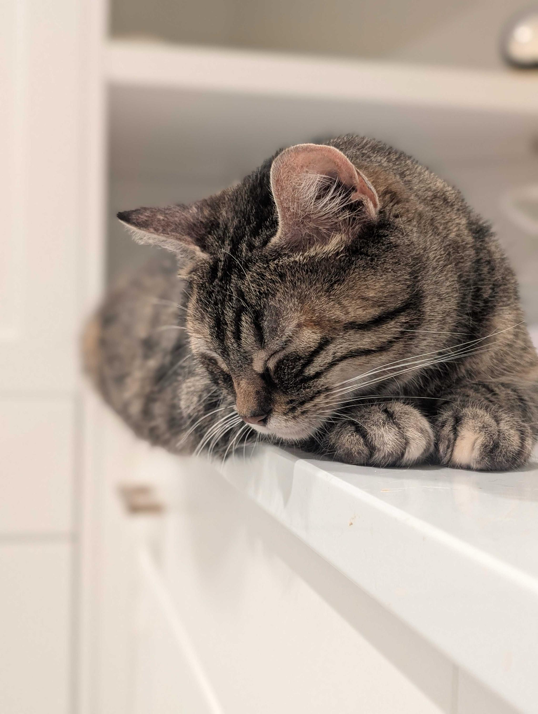 Florence, a ADOPTABLE Domestic Short Hair in Seattle, WA image 3/6