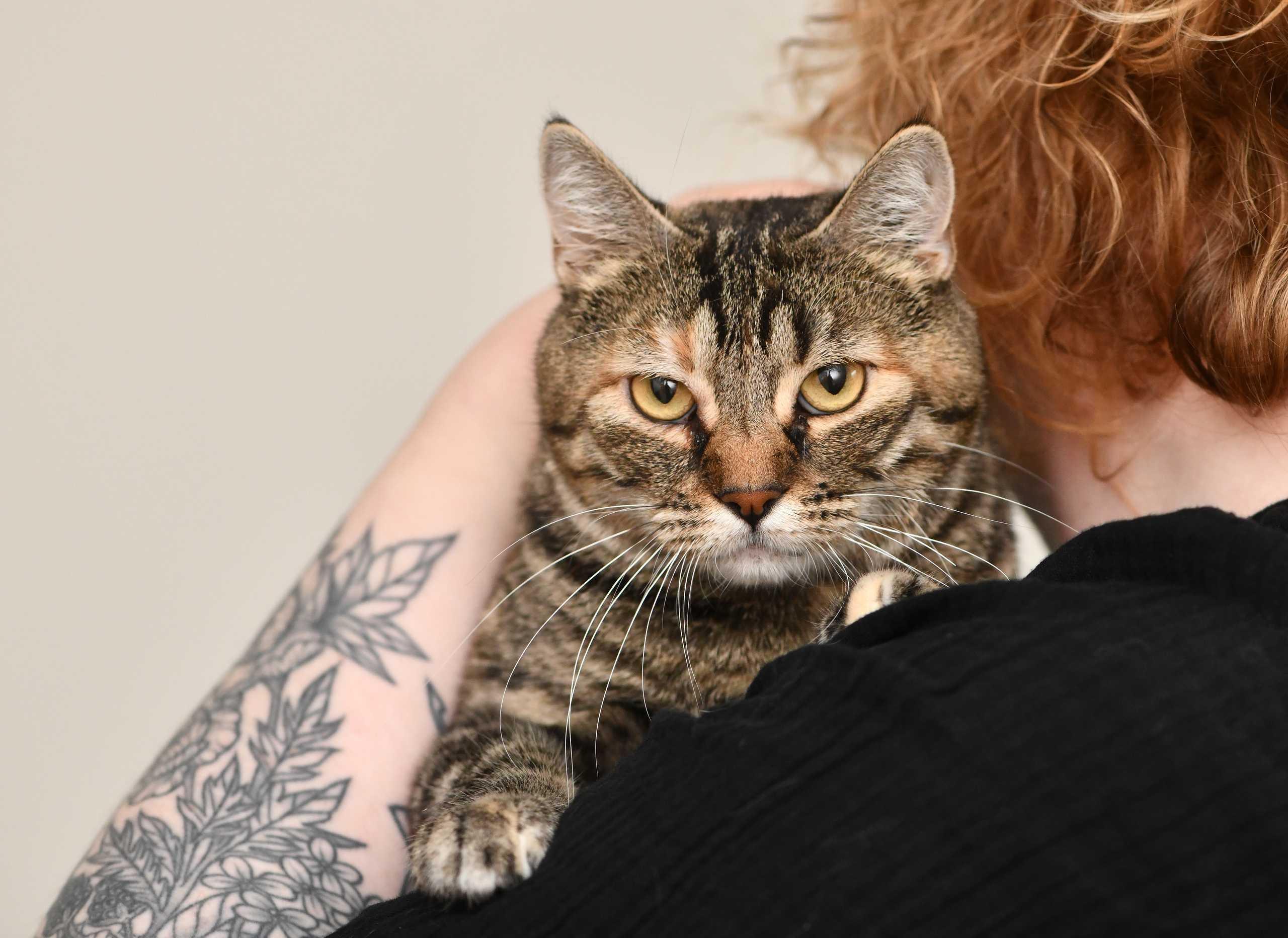 Florence, a ADOPTABLE Domestic Short Hair in Seattle, WA image 2/6