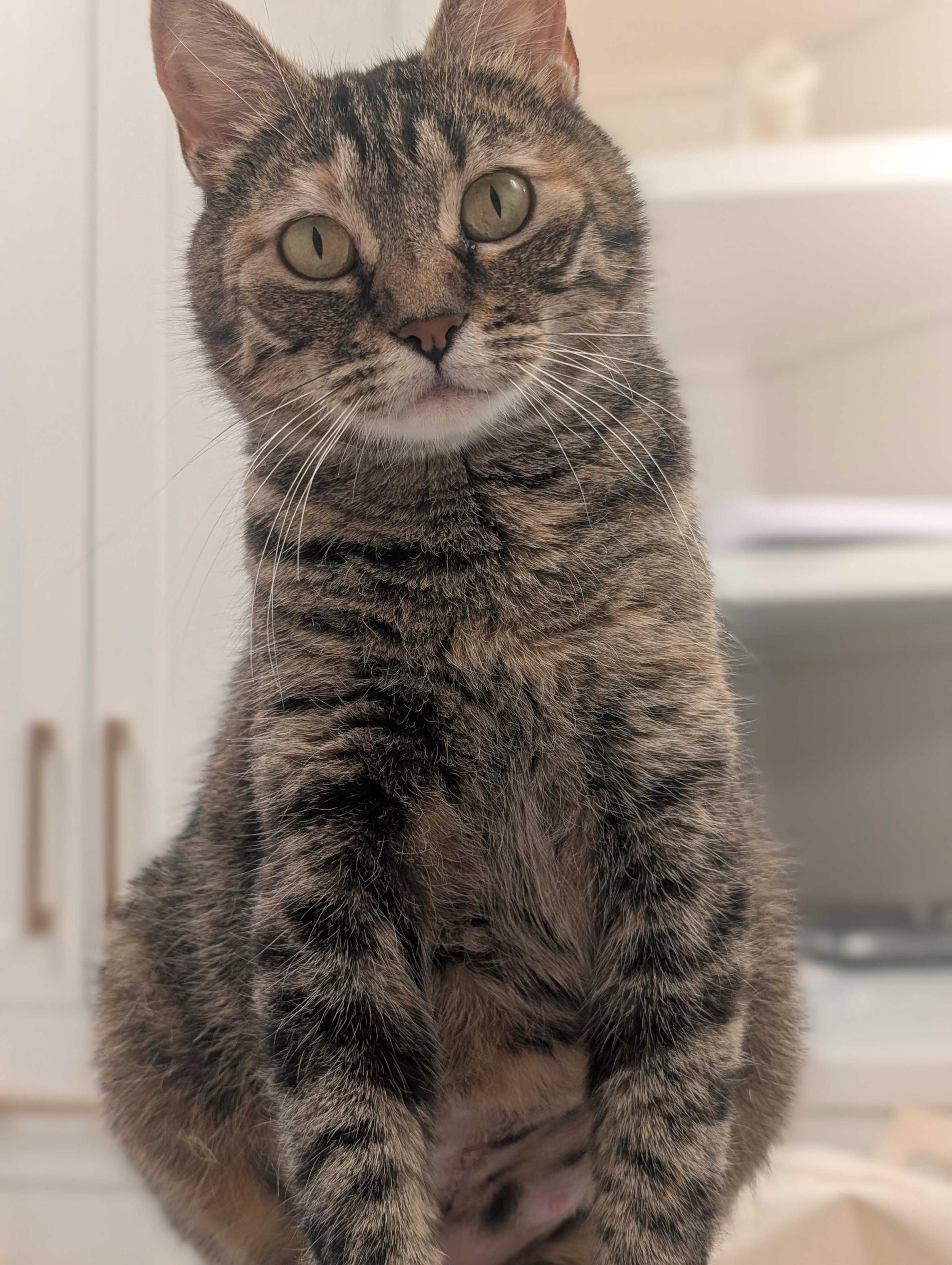 Florence, a ADOPTABLE Domestic Short Hair in Seattle, WA image 2/6